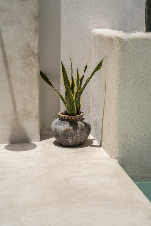 A potted snake plant with tall green leaves sits on a light-colored concrete surface beside an elegant terracotta vase. The round, textured pot features subtle raffia detail. Sunlight casts soft shadows on the nearby walls, creating a calm and minimalist setting.